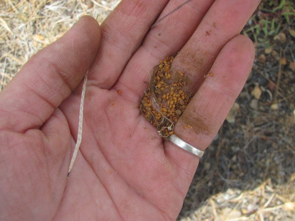 Seeds (>25) stripped from single silique in collectors hand 