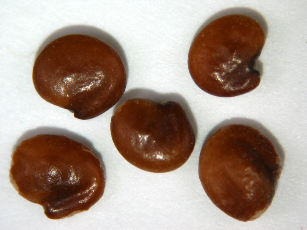 Caramel brown smooth seeds that are round with one tapered end