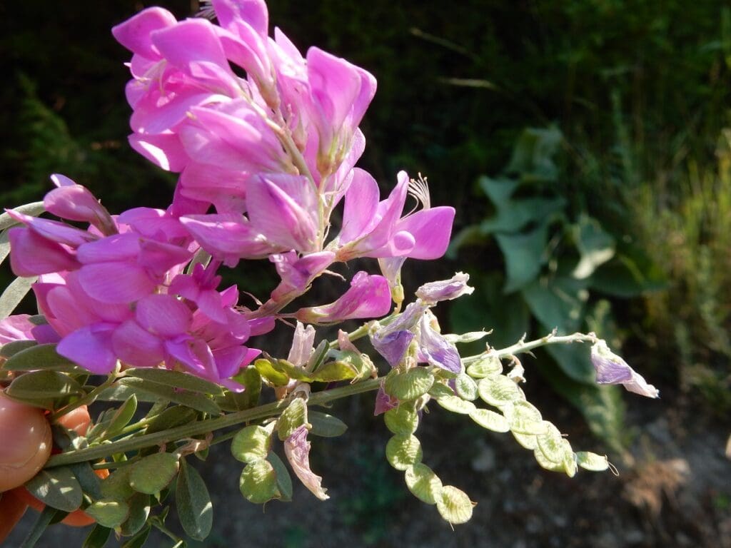 Utah sweetvetch inflorescences with fading flowers and developing seed pods (green).