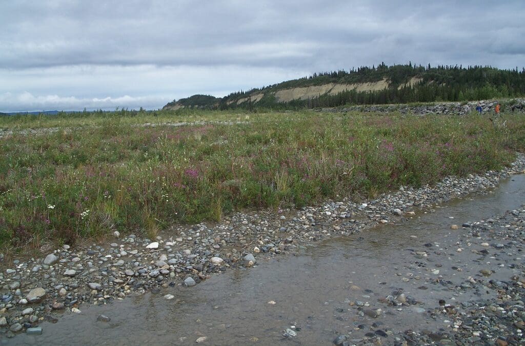 Upright Utah sweetvetch plants growing in high density along a stream.