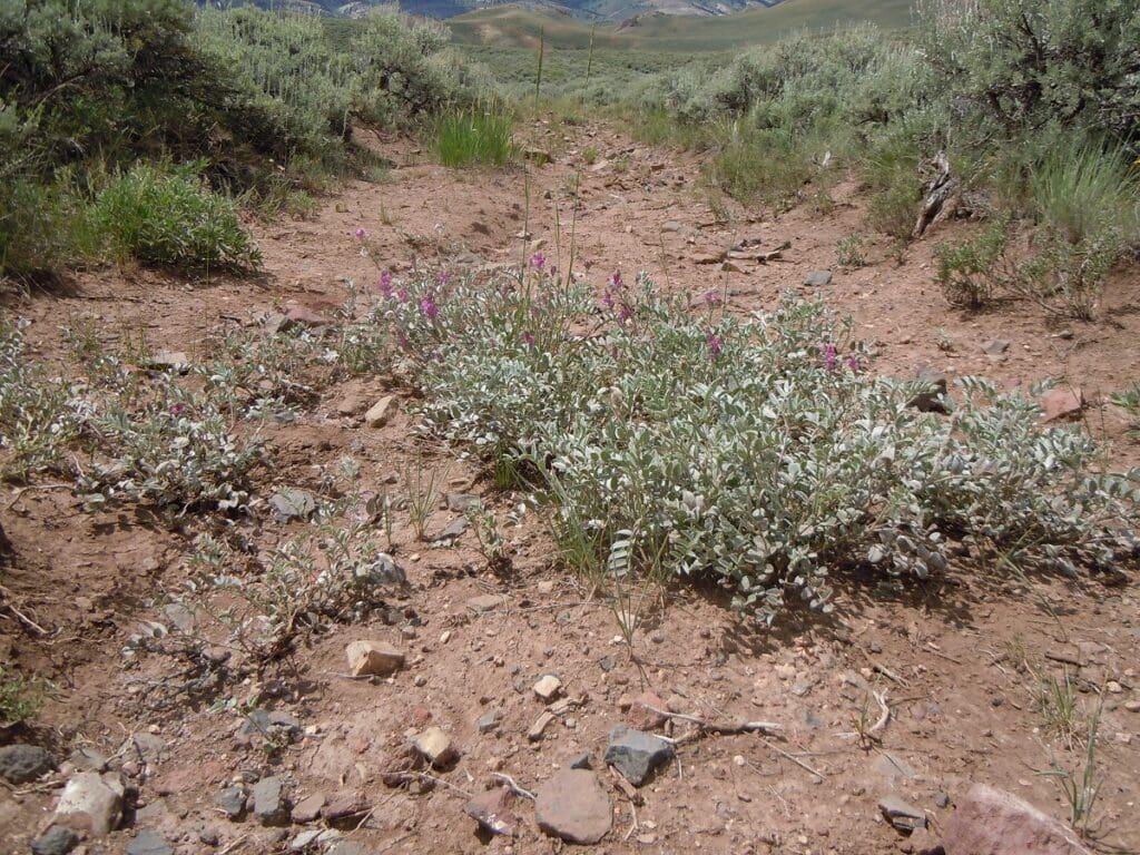 Large sprawling and low growing Utah sweetvetch plant growing in a wash with rocky soils.