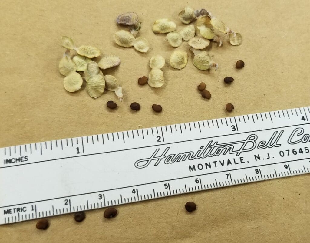 Round straw colored papery seed pods with seeds enclosed and dull brown round seeds without coverings.
