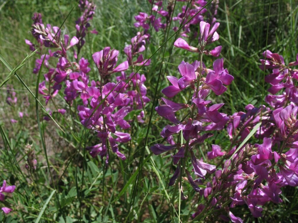 Utah sweetvetch inflorescences with 15 or more bright pink snapdragon like flowers