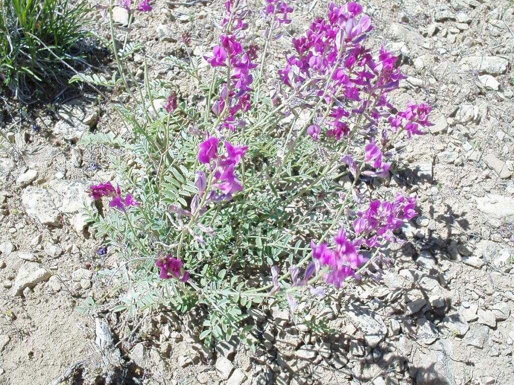 Utah sweetvetch with gray green leaves, bright pink flowers growing in very rocky soil