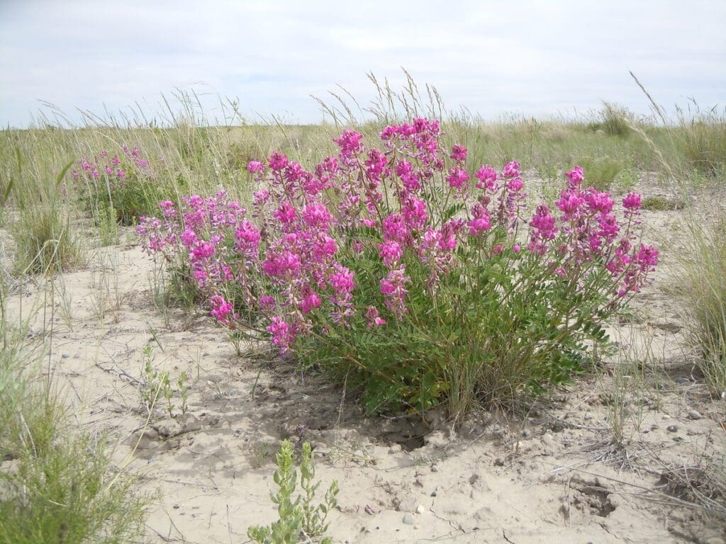 Upright Utah sweetvetch growing with bunchgrasses in silty soil