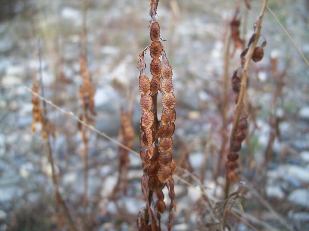 Several brittle stiff brown inflorescence stems with straw to brown colored seed pods.