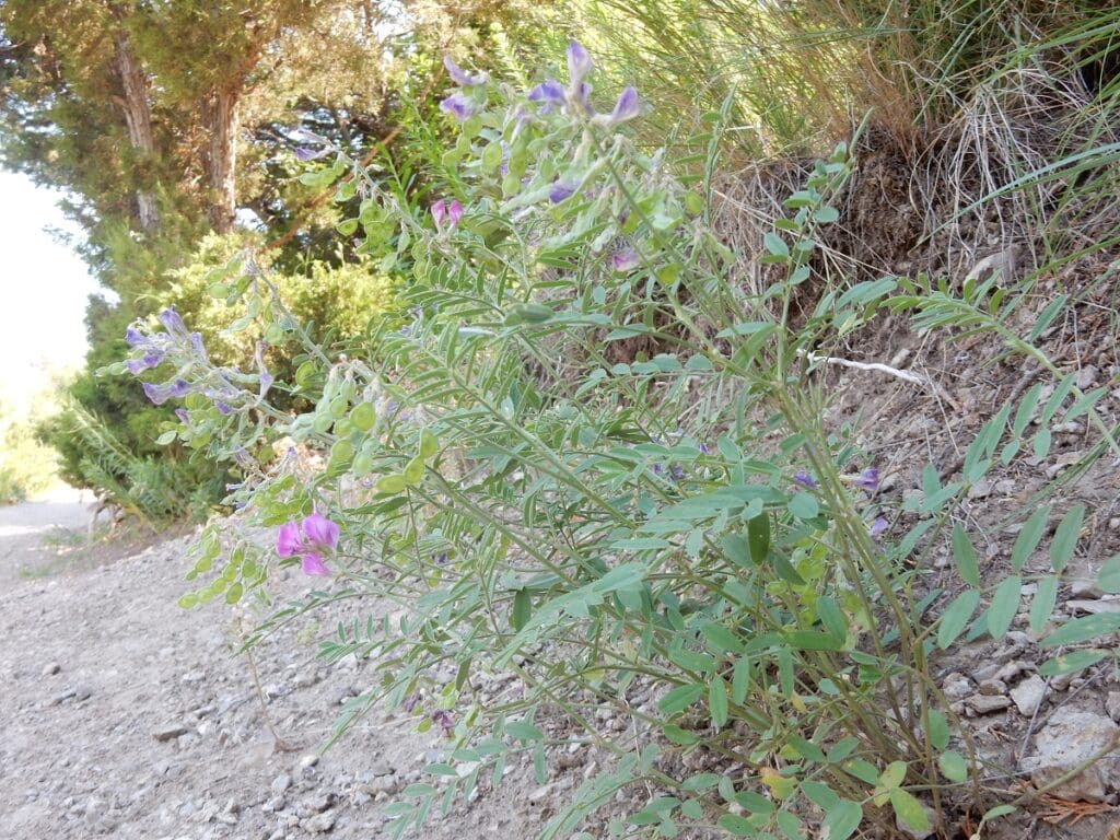 Tall slender Utah sweetvetch with several inflorescences growing along a gravel road
