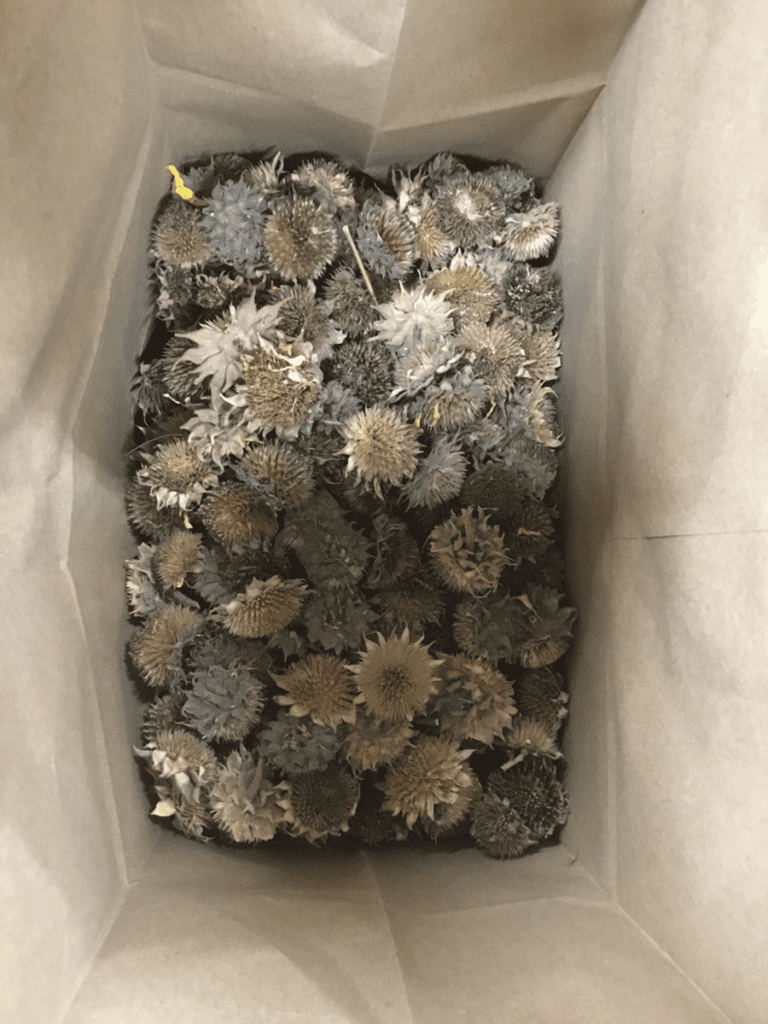 Dry common sunflower seed heads in a paper bag