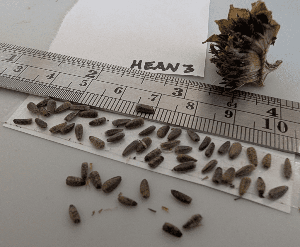 Dry common sunflower seed head and dozens of seeds