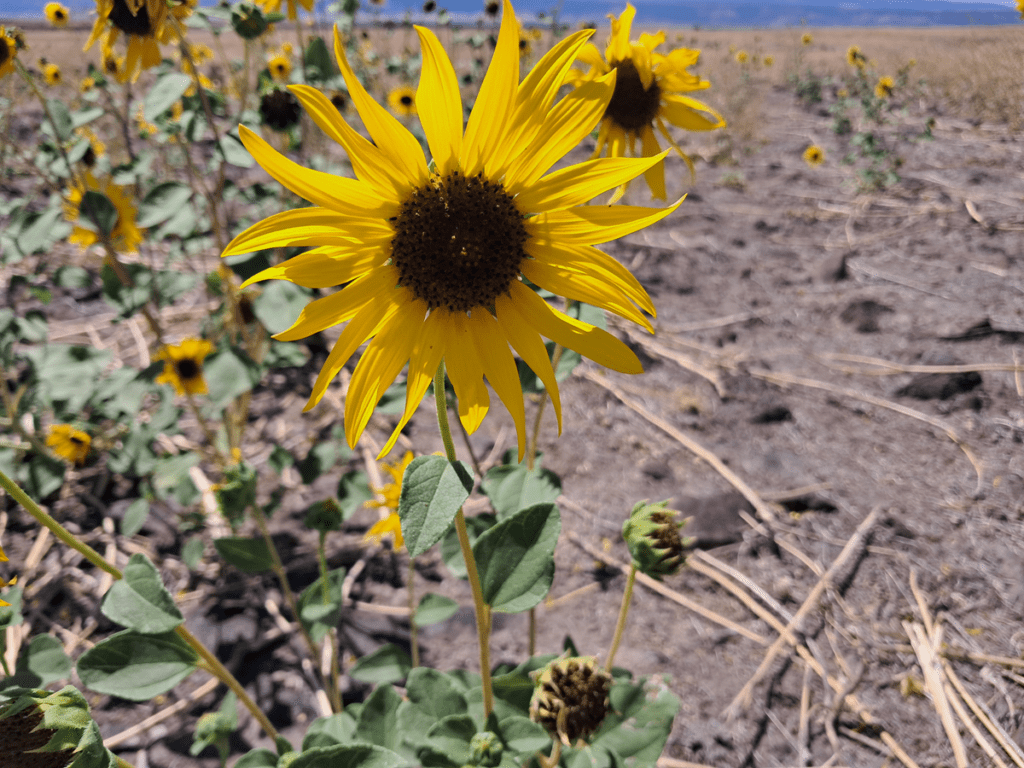 Common sunflower head closeup