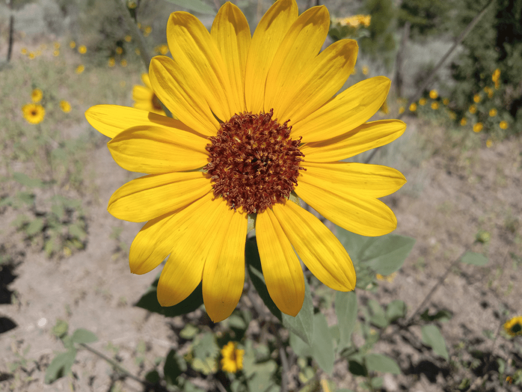 Common sunflower flower head closeup