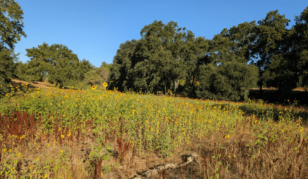 Stand of common sunflower growing in opening in an oak woodland 