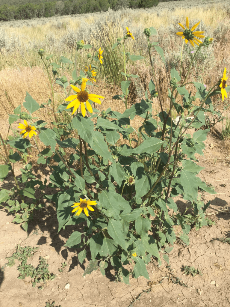 Large common sunflower plant growing in hard pan soils
