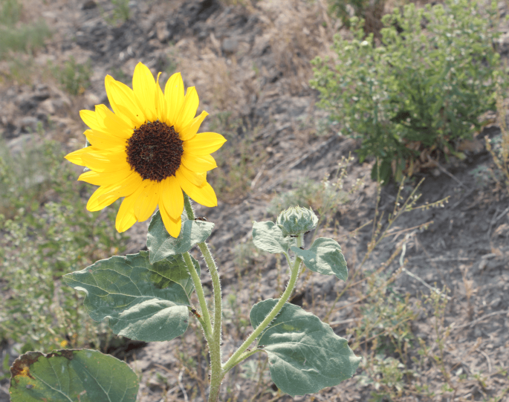 Close up of common sunflower with triangular leaf blades and stiff hairs