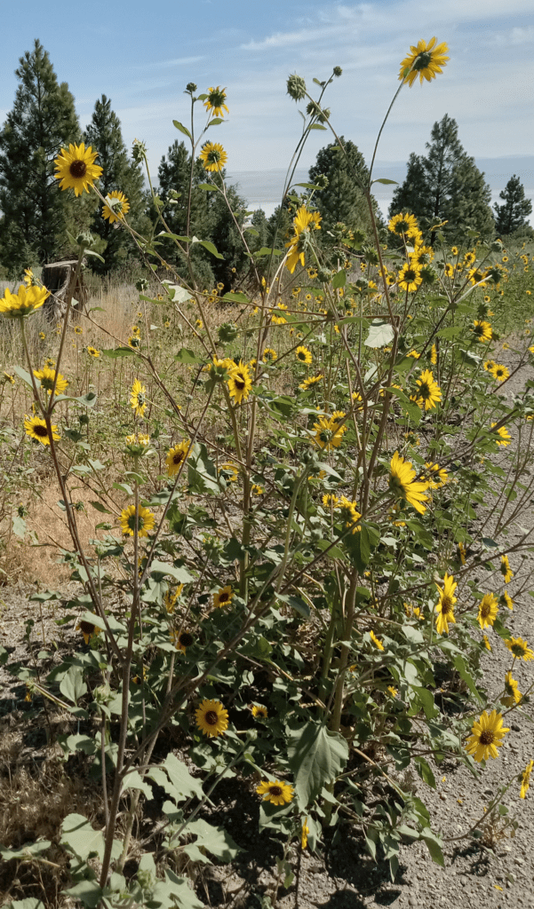 Common sunflower plant with many stems and flower heads