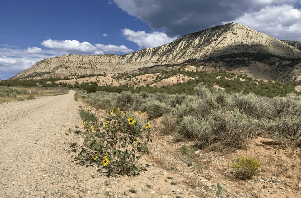 Common sunflower plant growing along gravel road in sagebrush