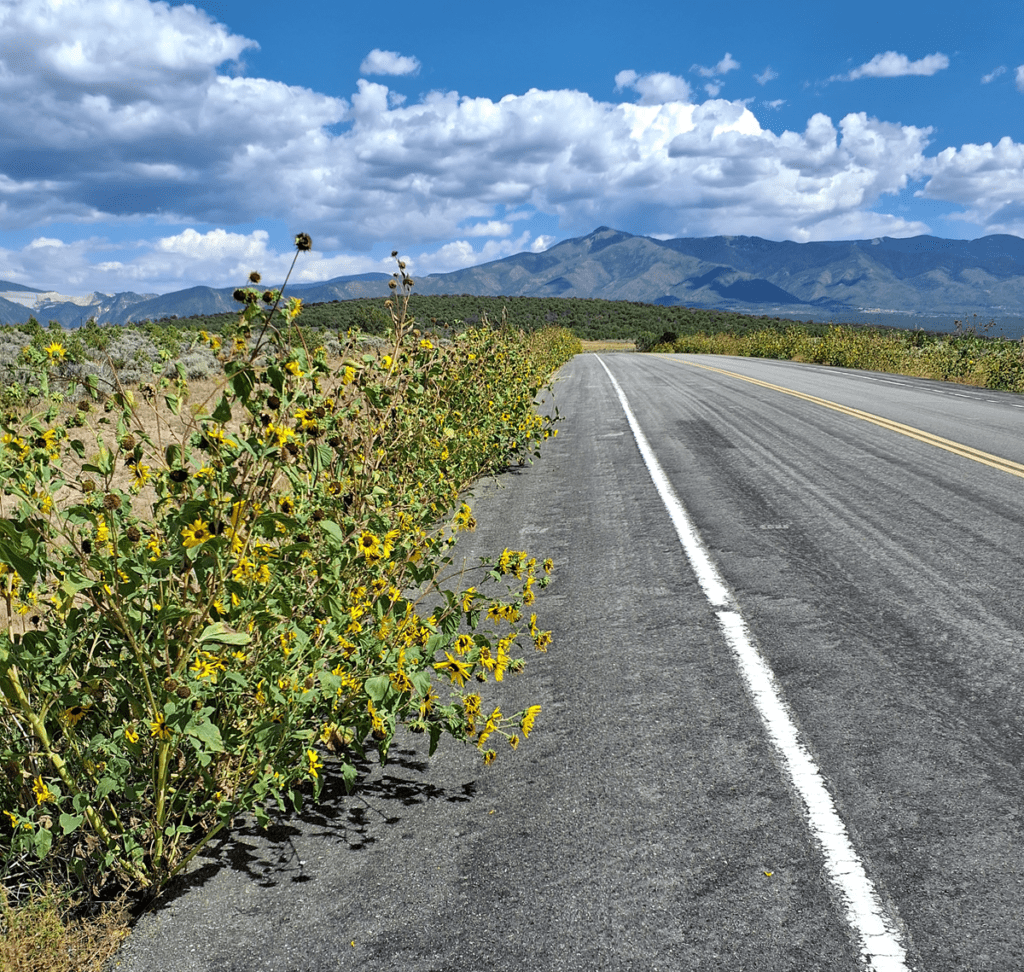 Large populations of common sunflower growing along both sides of paved road