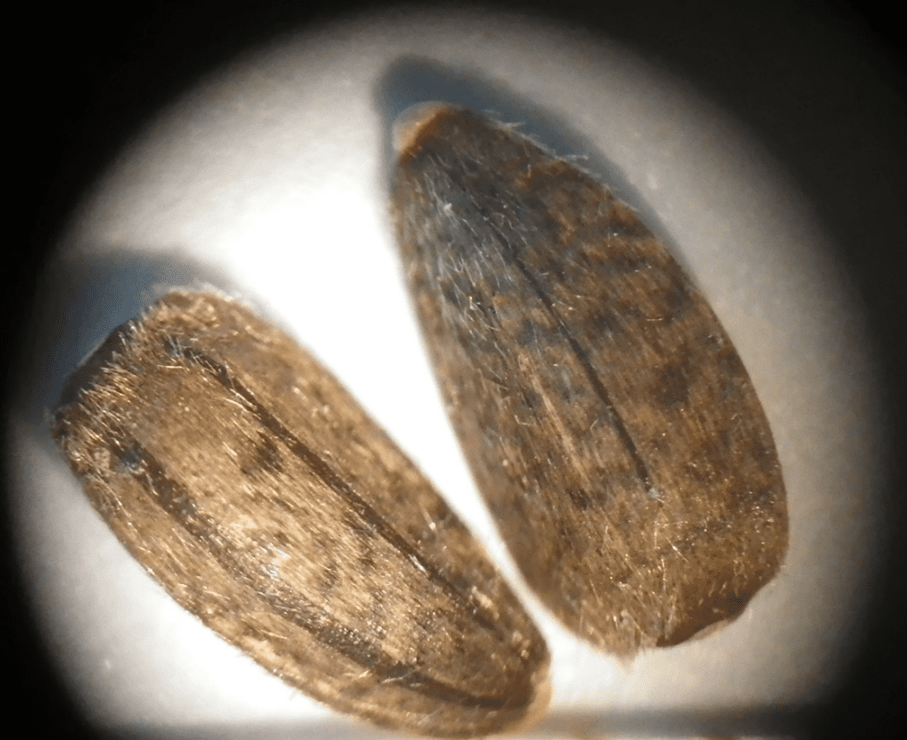 Common sunflower seeds under magnification