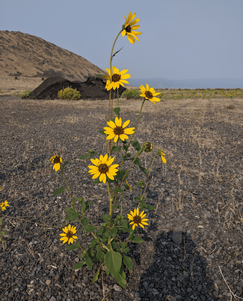 Small common sunflower plant growing in gravel