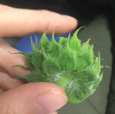 Leafy appendages below the head flowers with several rows of similarly sized hairy bracts