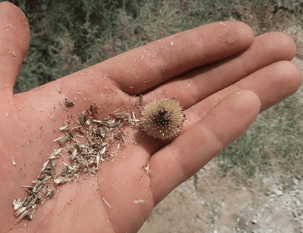 Prairie sunflower seed head with several seeds and chaff