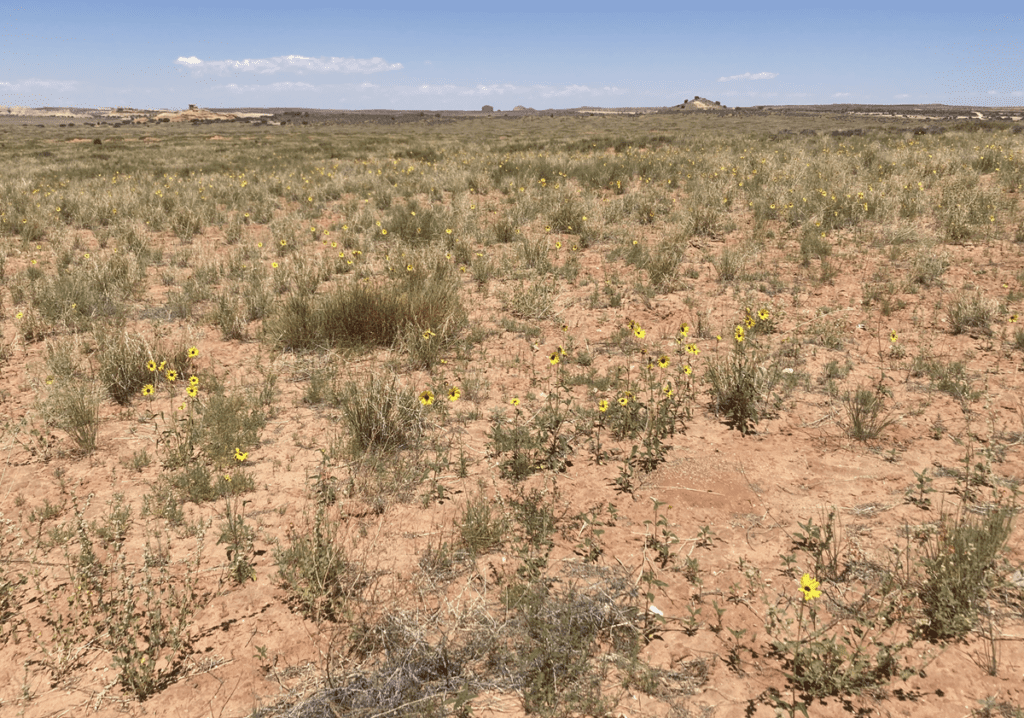 Scattered prairie sunflower plants in a dry grassland site.