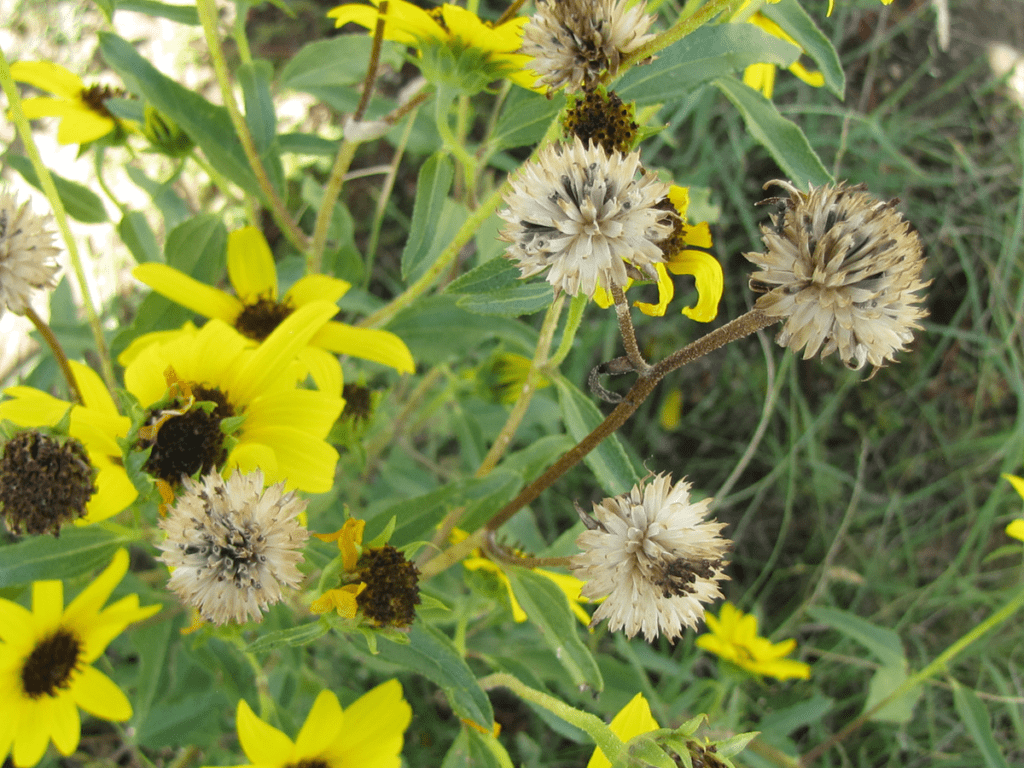 Prairie sunflower plants with open flowers, shriveled flowers, and seed heads