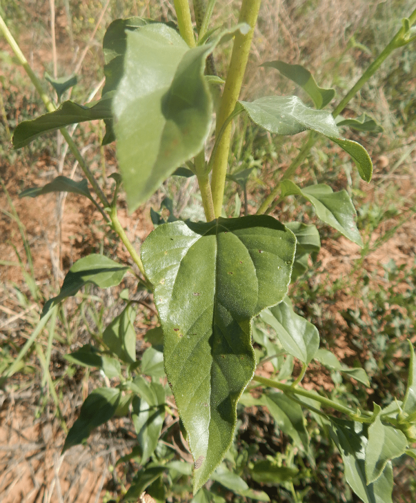 Prairie sunflower leaves that are bright green with petioles