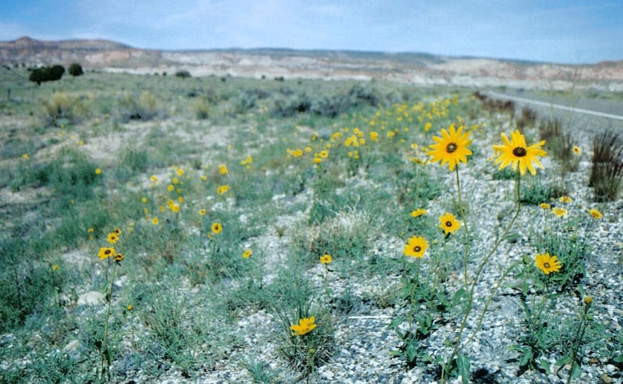 Prairie sunflower growing along gravel road