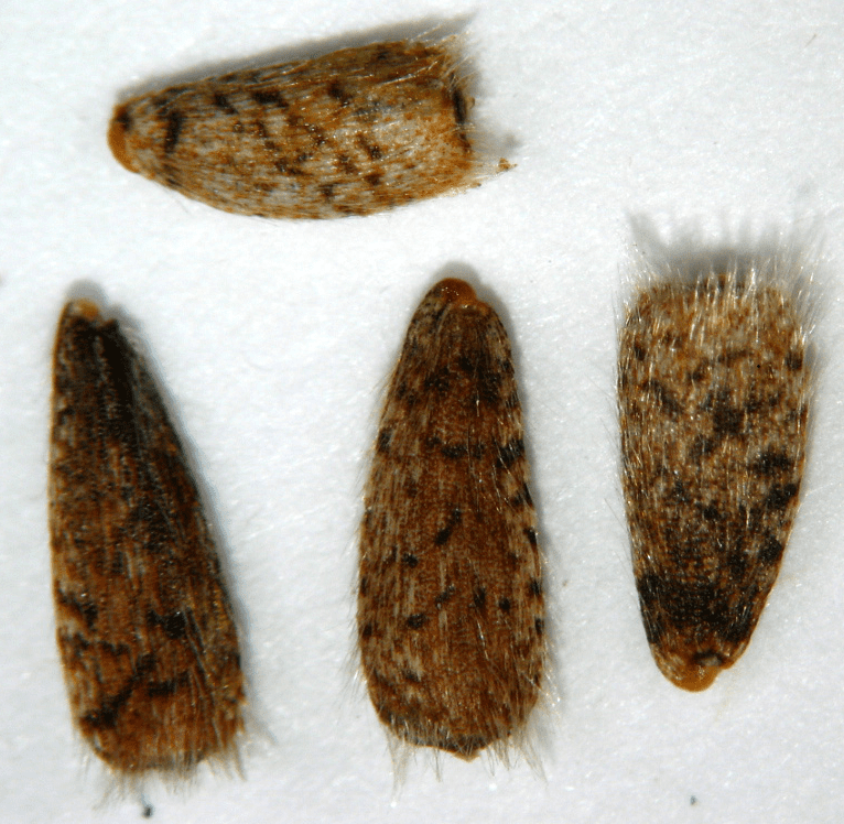 Seeds up close have dark mottle spots and fuzzy hairs.