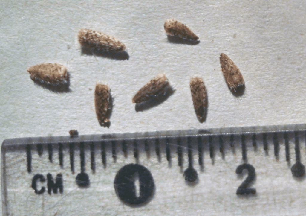 Small prairie sunflower seeds lean triangular shape and minute hairs.
