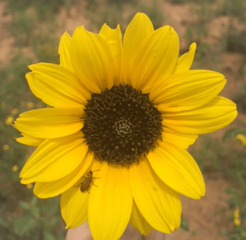 Head flower with about 20 yellow ray flowers surrounding numerous fuzzy disks